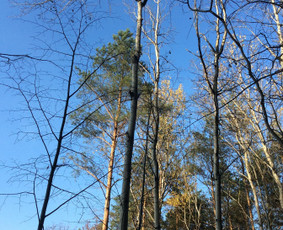 Vaismedžių genėjimas.aeracija. Gyvatvorių karpymas. Malkos. / Rolandas Surdokas / Darbų pavyzdys ID 1143485