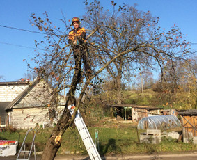 Vaismedžių genėjimas - Vaismedžių genėjimas.aeracija. Gyvatvorių karpymas. Malkos. - 1