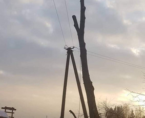 Arboristo paslaugos. Medžių pjovimas, kelmų naikinimas - Avarinių medžių pjovimas - 3 Avarinių medžių pjovimas - Arboristo paslaugos. Medžių pjovimas, kelmų naikinimas - 3