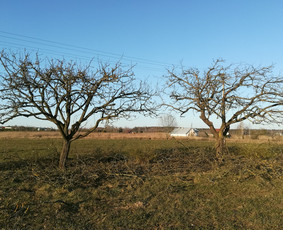 Išretinti (po genėjimo) senų obelų vainikai