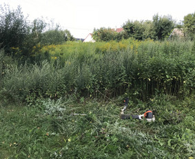 Žolės pjovimas,žemės frezavimas,mulciavimas / Arturas / Darbų pavyzdys ID 1162295