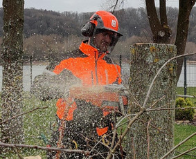 Avarinių medžių pjovimas-genėjimas, sodų genėjimas - Medžių genėjimas, pjovimas - 2 Medžių genėjimas, pjovimas - Avarinių medžių pjovimas-genėjimas, sodų genėjimas - 2