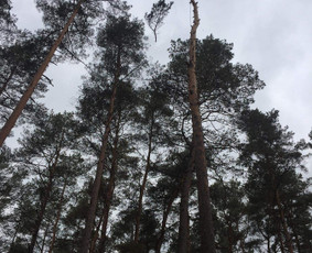 Avarinių medžių pjovimas - Avarinių medžių pjovimas-genėjimas, sodų genėjimas - 4