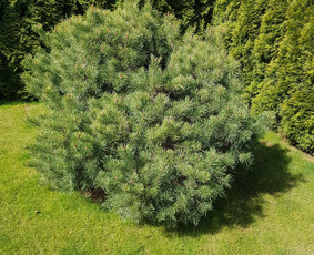 Aplinkos tvarkymas Vilniuje bei aplink Vilnių / Justinas Grušnius / Darbų pavyzdys ID 1187893