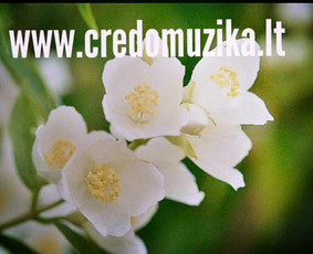 Duetas "Credo" - Renginiai, šventės - 3 Renginiai, šventės - Duetas "Credo" - 3