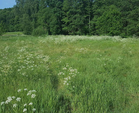 Žolės pjovimas, core aeravimas, skarifikavimas ir kt. / Vytenis / Darbų pavyzdys ID 1224117