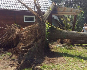 Arboristo paslaugos. Medžių pjovimas, kelmų naikinimas / Mantas Gerulis / Darbų pavyzdys ID 1238329