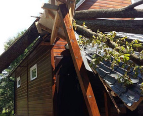 Arboristo paslaugos. Medžių pjovimas, kelmų naikinimas / Mantas Gerulis / Darbų pavyzdys ID 1238331