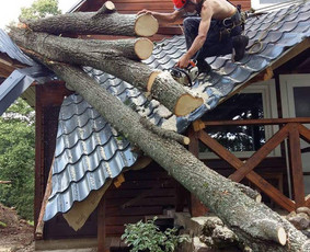 Arboristo paslaugos. Medžių pjovimas, kelmų naikinimas / Mantas Gerulis / Darbų pavyzdys ID 1238333