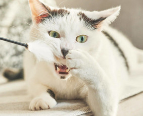 Fotografo paslaugos - Asmeninė fotosesija - 2 Asmeninė fotosesija - Fotografo paslaugos - 2