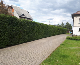 Aeravimas (skarifikavimas ) Žolės Pjovimas, / SODO DARBAI / Darbų pavyzdys ID 1260557