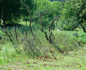 Apželdinimo projektai. Apželdinimas - Šlaitų tvirtinimas ir apželdinimas - 3 Šlaitų tvirtinimas ir apželdinimas - Apželdinimo projektai. Apželdinimas - 3