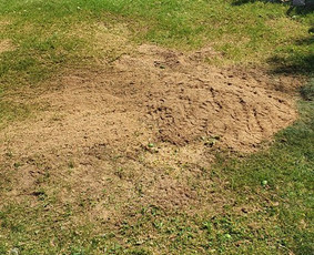Arboristo paslaugos. Medžių pjovimas, kelmų naikinimas / Mantas Gerulis / Darbų pavyzdys ID 1286991