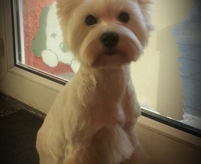 Šunų ir kačių kirpykla Vilniuje - SPA paslaugos šunims - 2 SPA paslaugos šunims - Šunų ir kačių kirpykla Vilniuje - 2