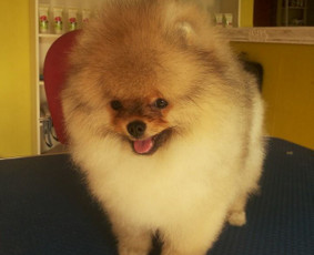 Šunų ir kačių kirpykla Vilniuje - SPA paslaugos šunims - 1 SPA paslaugos šunims - Šunų ir kačių kirpykla Vilniuje - 1