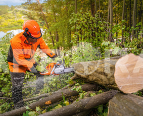 ?Avarinių ir pavojingų medžių pjovimas įvairaus sudėtingumo sąlygomis.
?Arboristų-aukštalipių (medžių priežiūros specialistų) paslaugos.
?Aukštuminis medžių šalinimas.