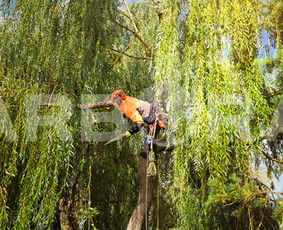 ?Medžių būklės įvertinimas. 
?Arboristų-aukštalipių (medžių priežiūros specialistų) paslaugos. ?Medžių ir krūmų genėjimas, formavimas. 
?Vaismedžių ir vaiskrūmių genėjimas, purškimas.