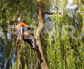 ?Medžių būklės įvertinimas. 
?Arboristų-aukštalipių (medžių priežiūros specialistų) paslaugos. ?Medžių ir krūmų genėjimas, formavimas. 
?Vaismedžių ir vaiskrūmių genėjimas, purškimas.