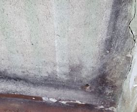 Pelėsio naikinimas-šalinimas bute iš langų. Darbus atliekame visoje Lietuvoje! Tel.: +37060651043 