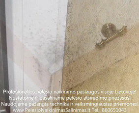 Pelėsio ir medžio grybo "Trobagrybio" naikinimas, šalinimas / PelėsioNaikinimasSalinimas.lt / Darbų pavyzdys ID 1340261