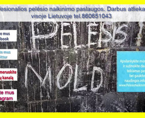 Pelėsio ir medžio grybo "Trobagrybio" naikinimas, šalinimas / PelėsioNaikinimasSalinimas.lt / Darbų pavyzdys ID 1340277