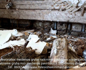 Pelėsio ir medžio grybo "Trobagrybio" naikinimas, šalinimas / PelėsioNaikinimasSalinimas.lt / Darbų pavyzdys ID 1340279