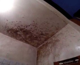 Pelėsio ir medžio grybo "Trobagrybio" naikinimas, šalinimas / PelėsioNaikinimasSalinimas.lt / Darbų pavyzdys ID 1340295
