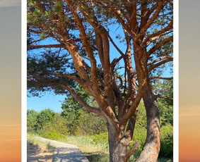 Kaunas > Klaipėda - Keleivių pervežimas - šventės, kelionės, išvykos - 1