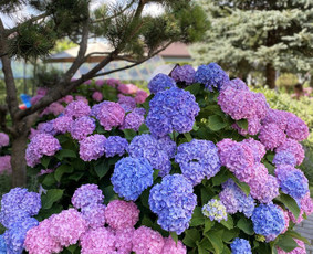 Apželdinimo darbai, laistymo sistemos įrengimas - Alpinariumų, gėlynų įrengimas - 4 Alpinariumų, gėlynų įrengimas - Apželdinimo darbai, laistymo sistemos įrengimas - 4