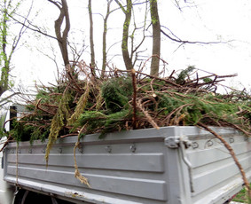 Šakų išvežimas - Aplinkos apželdinimas, tvarkymas, gerbūvio darbai. - 2