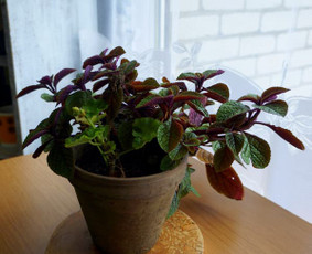 Interjero detalės / Romas Šambarys / Darbų pavyzdys ID 348835