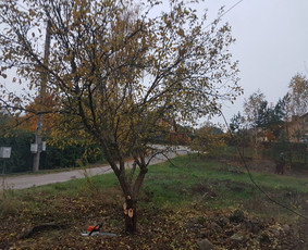 Aplinkos tvarkymas Vilniuje bei aplink Vilnių / Justinas Grušnius / Darbų pavyzdys ID 1456369