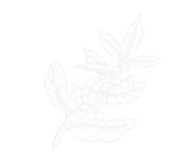 Komercinis blankas Domina faba.