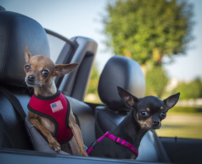 Asmeninių švenčių filmavimas - Foto - Video Jums! Dirbame nuo žemės ir iš oro! Parašyk Mums - 2