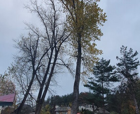 Arboristo paslaugos. Medžių pjovimas, kelmų naikinimas / Mantas Gerulis / Darbų pavyzdys ID 1493039