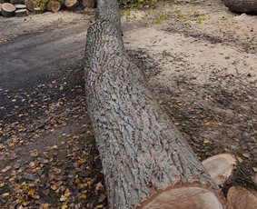 Arboristo paslaugos. Medžių pjovimas, kelmų naikinimas / Mantas Gerulis / Darbų pavyzdys ID 1493041