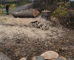 Arboristo paslaugos. Medžių pjovimas, kelmų naikinimas / Mantas Gerulis / Darbų pavyzdys ID 1493043