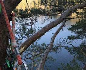 Arborpro - Profesionali Medžių priežiūra Sertifikuoti Etw / “Arborpro” / Darbų pavyzdys ID 1503225