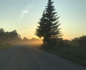 Arborpro - Profesionali Medžių priežiūra Sertifikuoti Etw / “Arborpro” / Darbų pavyzdys ID 1503229