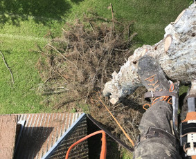 Arborpro - Profesionali Medžių priežiūra Sertifikuoti Etw - Avarinių medžių pjovimas - 1 Avarinių medžių pjovimas - Arborpro - Profesionali Medžių priežiūra Sertifikuoti Etw - 1