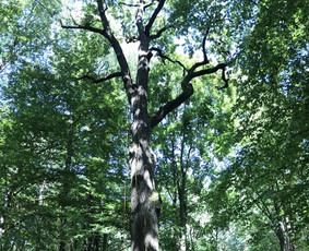 Arborpro - Profesionali Medžių priežiūra Sertifikuoti Etw / “Arborpro” / Darbų pavyzdys ID 1503237