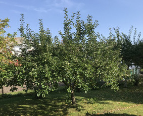 Vaismedžių genėjimas (prieš)