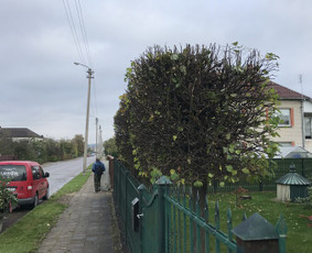 Arborpro - Profesionali Medžių priežiūra Sertifikuoti Etw / “Arborpro” / Darbų pavyzdys ID 1503249