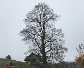 Arborpro - Profesionali Medžių priežiūra Sertifikuoti Etw / “Arborpro” / Darbų pavyzdys ID 1503255