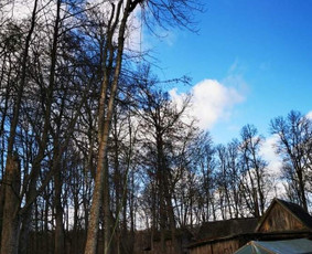 Arborpro - Profesionali Medžių priežiūra Sertifikuoti Etw / “Arborpro” / Darbų pavyzdys ID 1503261