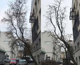 Medžiojo lajos priežiūra. Genėjimas, lajos šviesinimas.