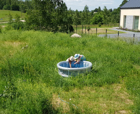 Apleistų sklypų tvarkymas - Gerbūvio ir arborizmo paslaugos - 2