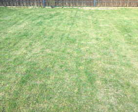 Vejos aeravimas - Gerbūvio ir arborizmo paslaugos - 3