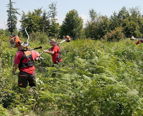 Medžių pjovimas, kelmų frezavimas / MB "Justin's Group" / Darbų pavyzdys ID 1531651