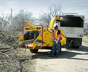Medžių pjovimas, kelmų frezavimas - Šakų išvežimas - 1 Šakų išvežimas - Medžių pjovimas, kelmų frezavimas - 1
